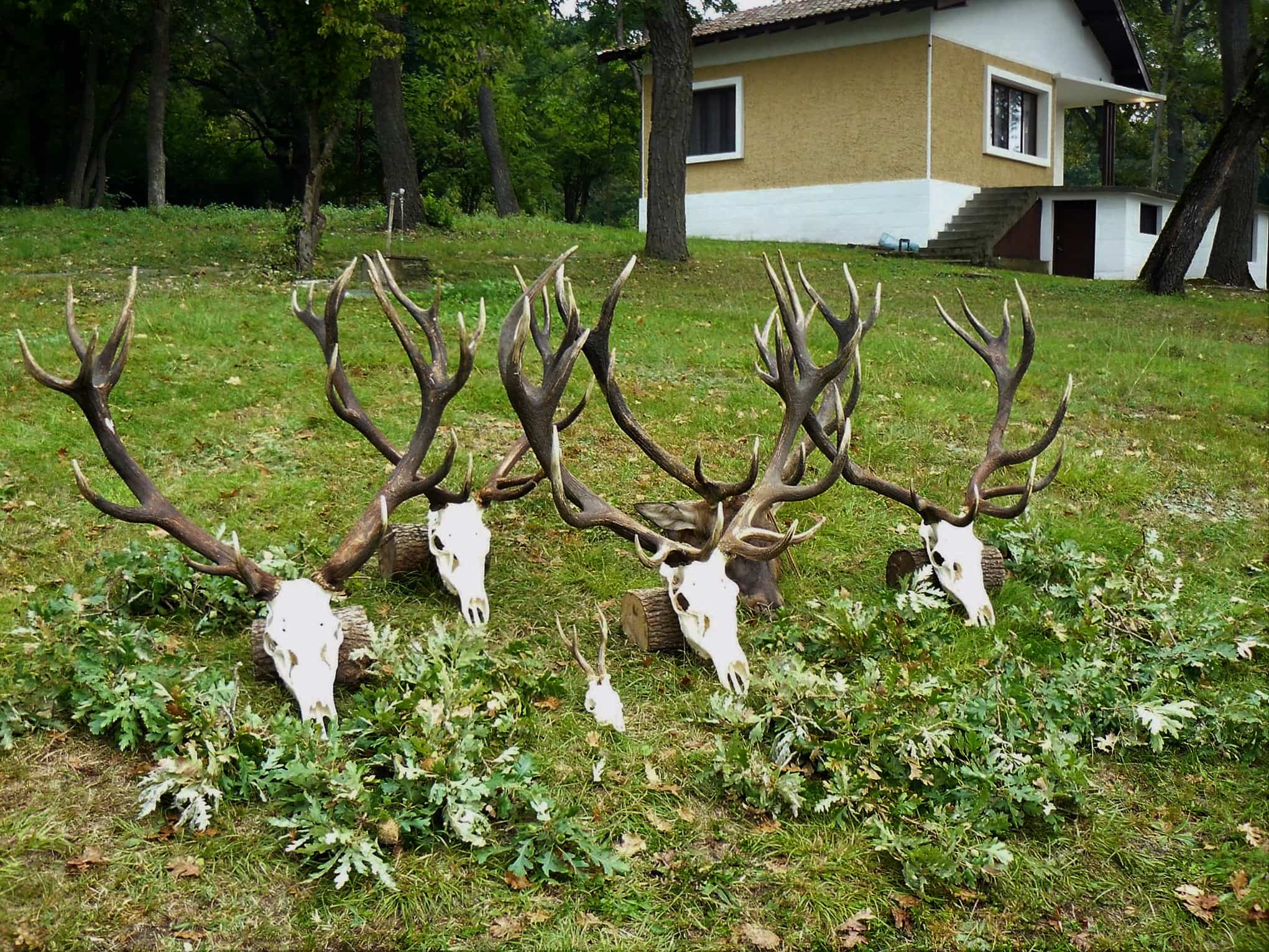 Полювання у Болгарії veprsafari.com