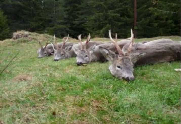 Твій гід в світі полювання Vepr Safari Полювання у Болгарії