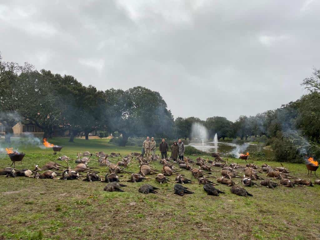 Твій гід в світі полювання Vepr Safari Іспанська монтерія: особливості, закони, традиції