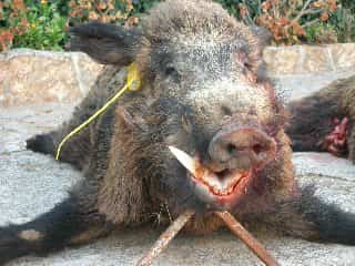 Твій гід в світі полювання Vepr Safari Іспанська монтерія: особливості, закони, традиції