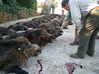 Монтерія 27 і 28 листопада 2021 року в Португалії veprsafari.com