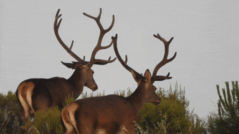 Твій гід в світі полювання Vepr Safari Монтерії в лютому 2024 року в Кордобі. Іспанія