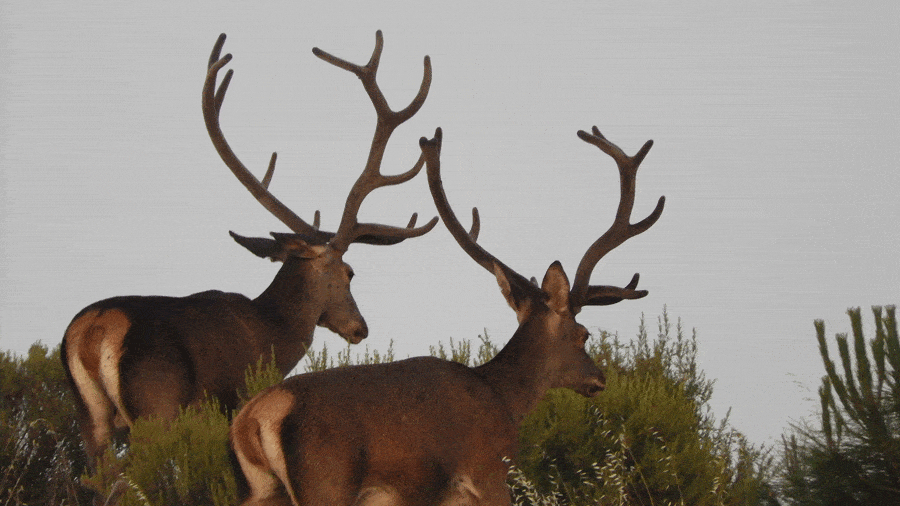 Твій гід в світі полювання Vepr Safari Загінне Полюваня В Іспанії -Tinajones