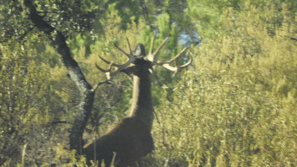 Твій гід в світі полювання Vepr Safari Загінне Полюваня В Іспанії -Tinajones