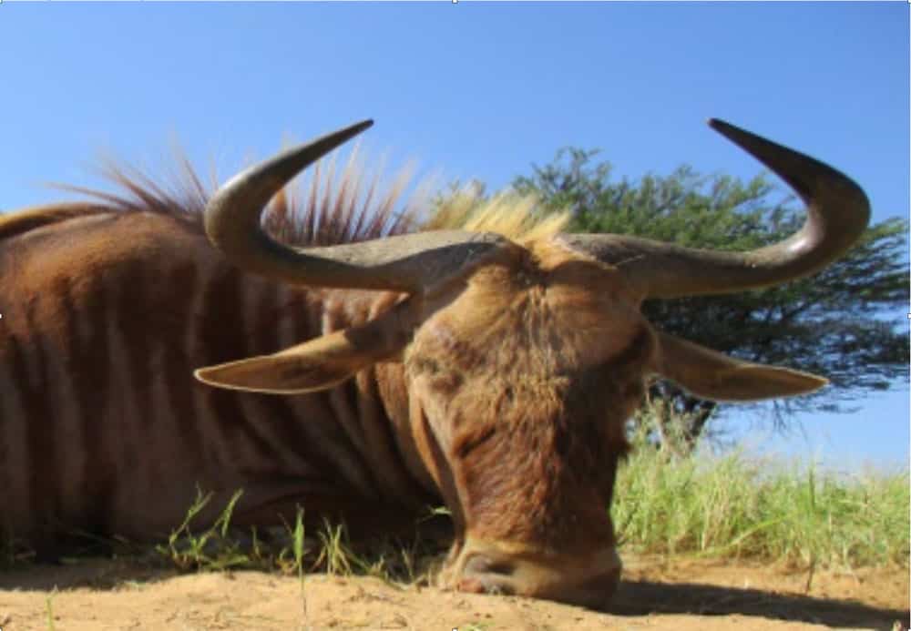 Полювання в Намібії / veprsafari.com