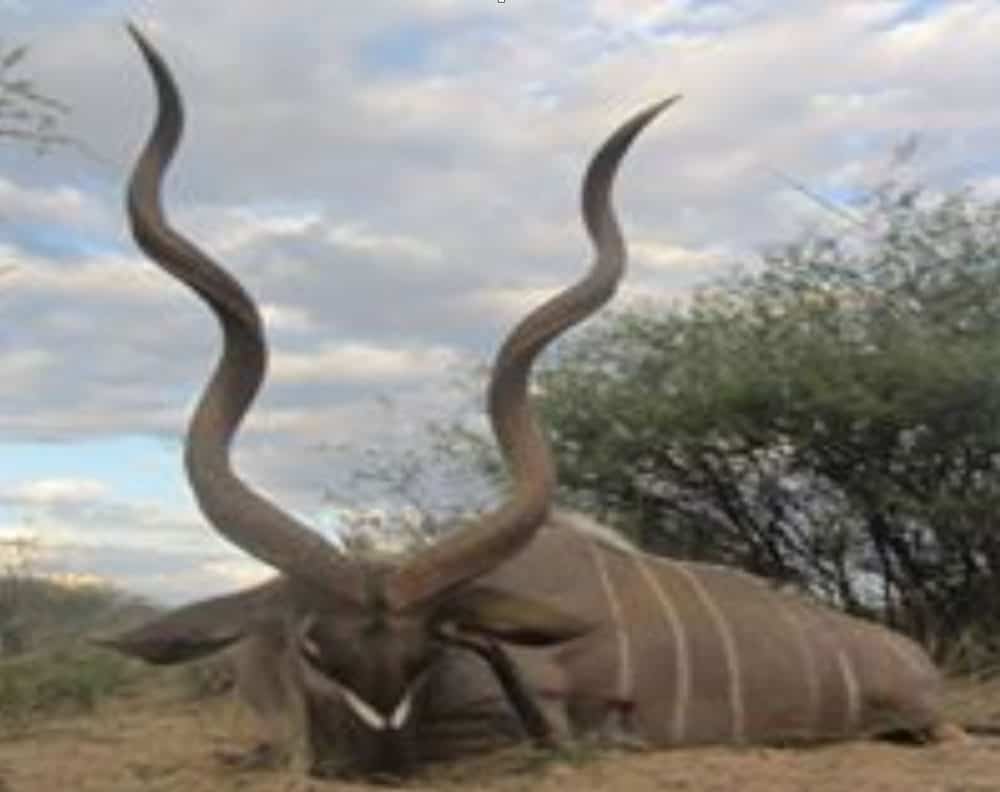 Полювання в Намібії / veprsafari.com