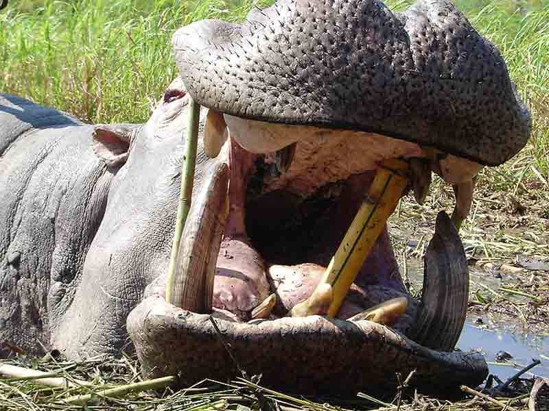 Твій гід в світі полювання Vepr Safari Полювання у Мозамбіку