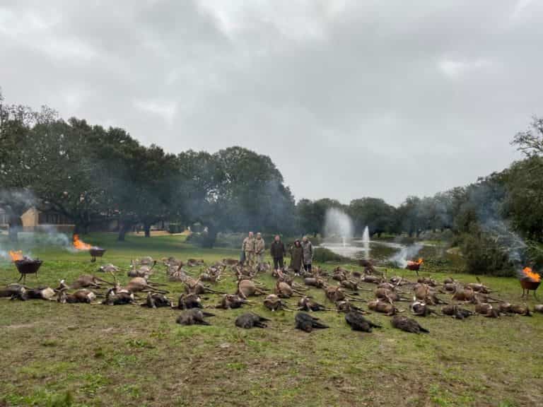 Загінне полювання в Іспанії. veprsafari.com