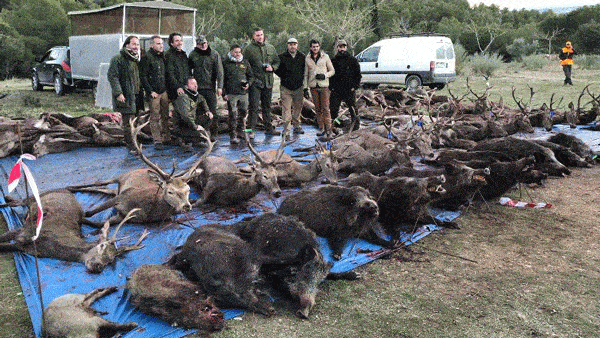 Твій гід в світі полювання Vepr Safari Загінне полювання в Іспанії.
