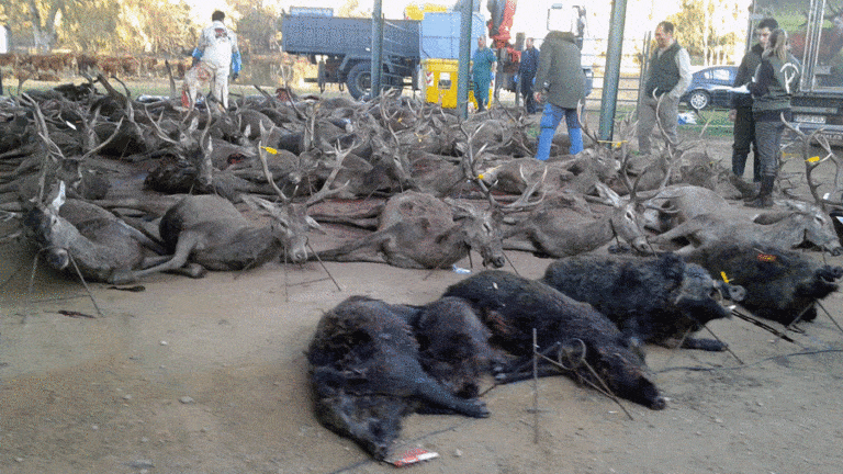 Твій гід в світі полювання Vepr Safari Загінне полювання в Іспанії.