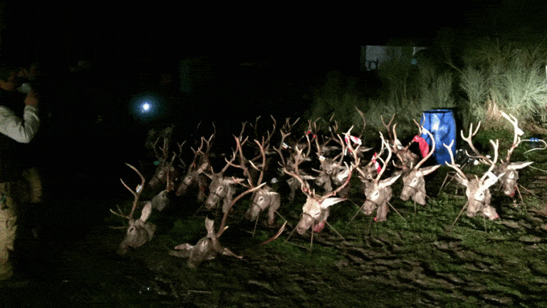 Твій гід в світі полювання Vepr Safari Загінне полювання в Іспанії.