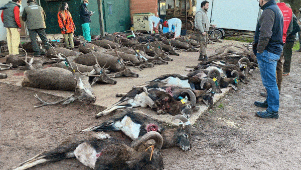 Твій гід в світі полювання Vepr Safari Загінне Полюваня В Іспанії -Tinajones