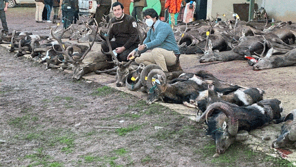 Загінне Полюваня В Іспанії -Tinajones veprsafari.com