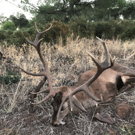 Твій гід в світі полювання Vepr Safari Загінне Полюваня В Іспанії -Tinajones