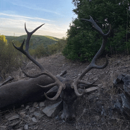 Дві сарни та один олень veprsafari.com