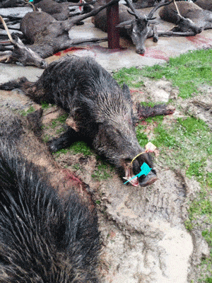 Твій гід в світі полювання Vepr Safari Монтерії в лютому 2024 року в Кордобі. Іспанія