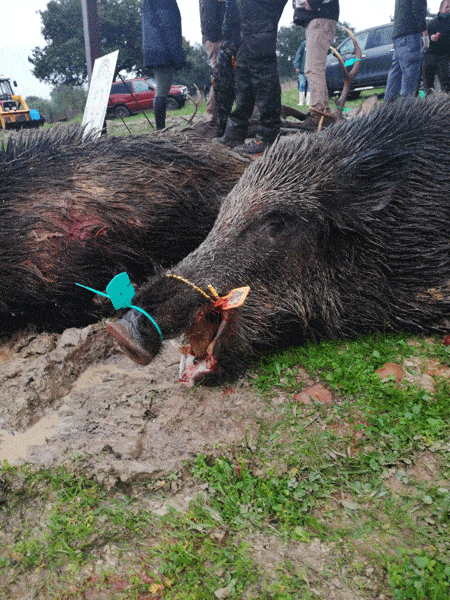 Твій гід в світі полювання Vepr Safari Загінне полювання в Естремадурі. Іспанія