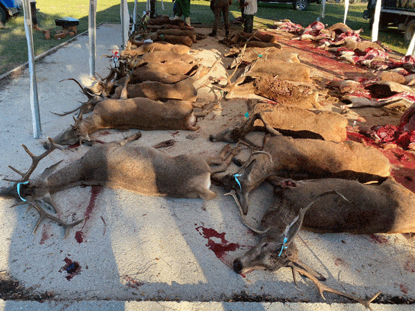 Твій гід в світі полювання Vepr Safari Загінне полювання в Естремадурі. Іспанія