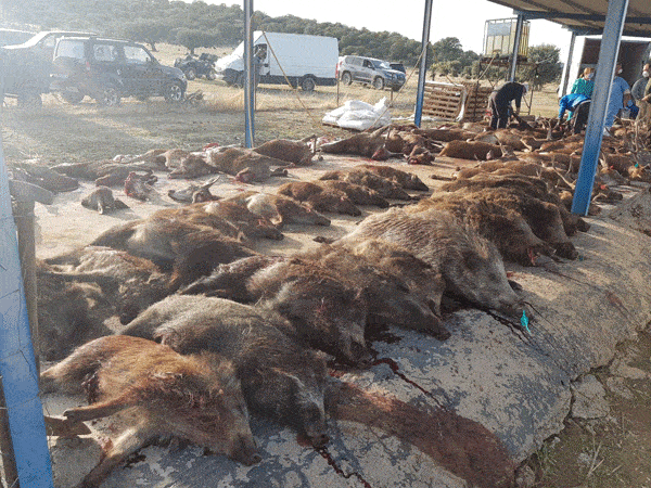 Твій гід в світі полювання Vepr Safari Загінне полювання в Естремадурі. Іспанія