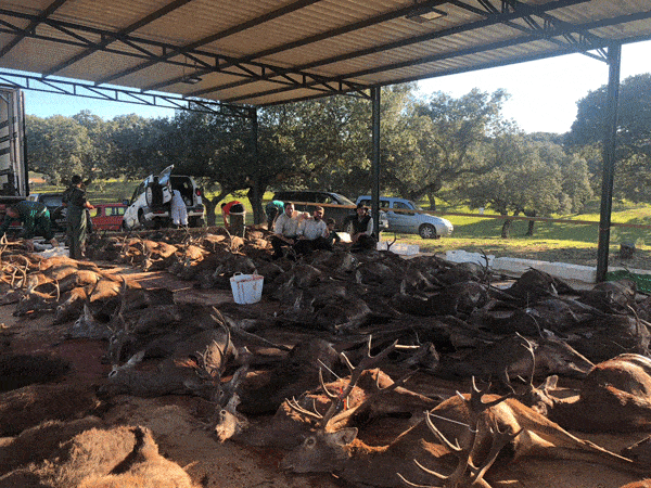 Твій гід в світі полювання Vepr Safari Загінне полювання в Естремадурі. Іспанія