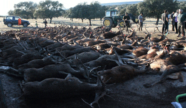 Твій гід в світі полювання Vepr Safari Загінне полювання в Естремадурі. Іспанія