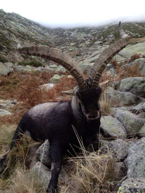 Твій гід в світі полювання Vepr Safari Полювання на козерога в Іспанії.