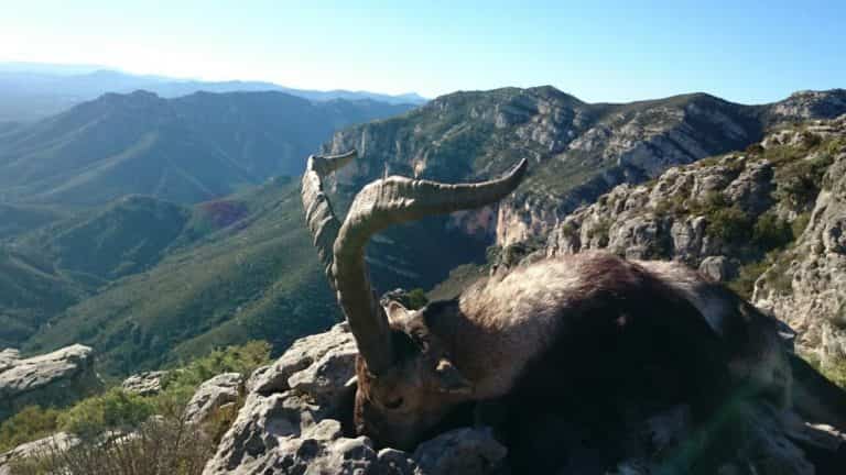 Твій гід в світі полювання Vepr Safari Полювання на козерога в Іспанії.