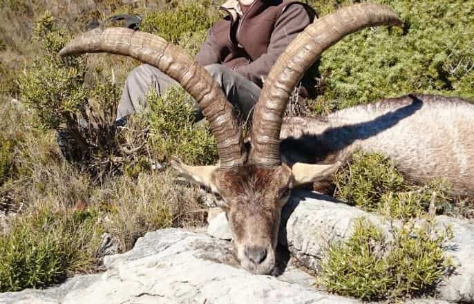 Твій гід в світі полювання Vepr Safari Полювання на козерога в Іспанії.