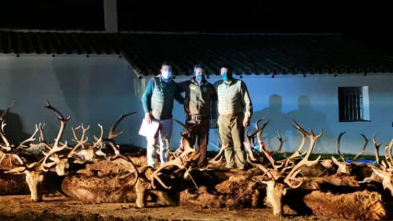 Королівське полювання Хаєн. Іспанія veprsafari.com