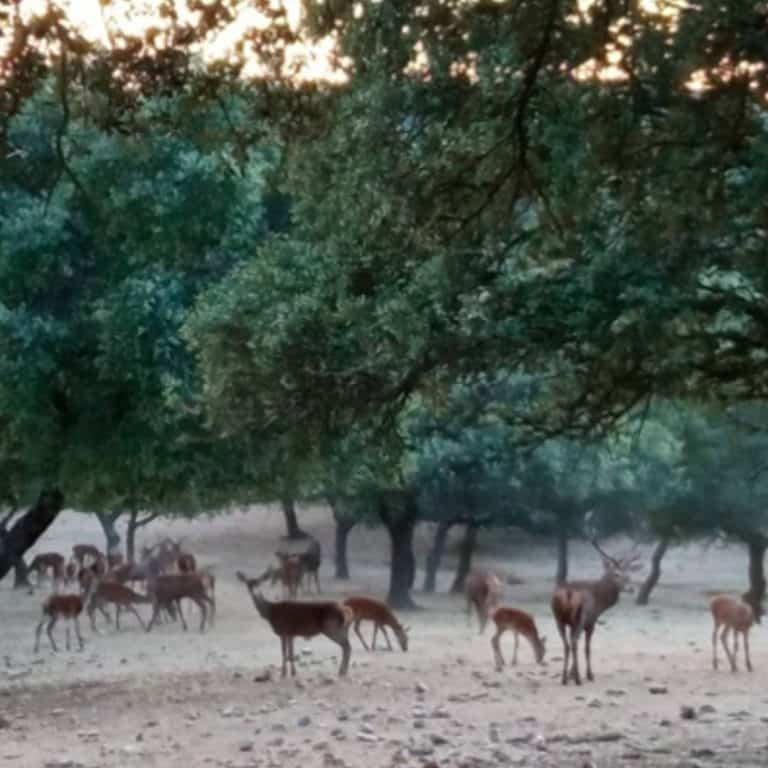 Дві сарни та один олень veprsafari.com