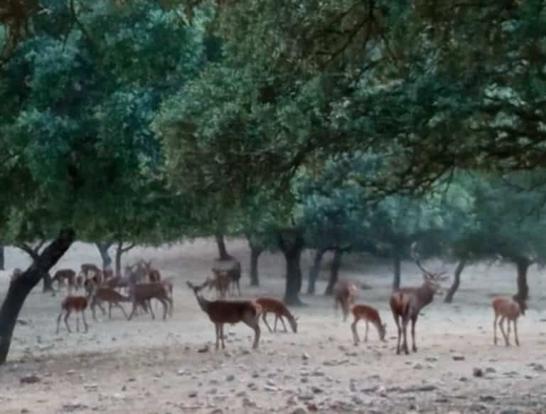 Королевская охота Хаэн veprsafari.com