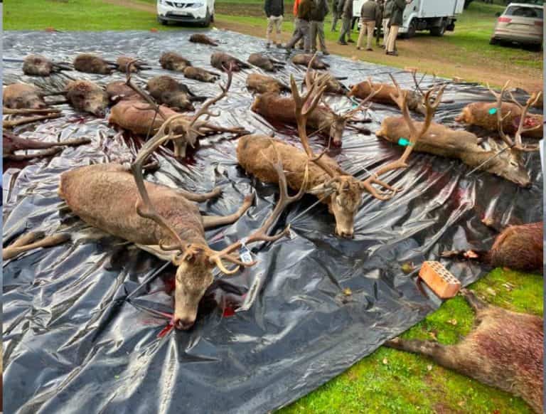 Королевская охота Хаэн veprsafari.com