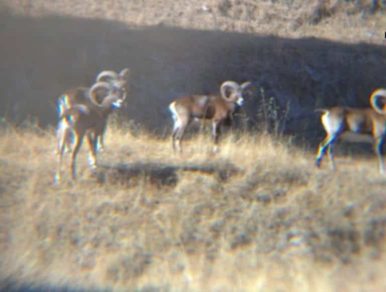 Королевская охота Хаэн veprsafari.com