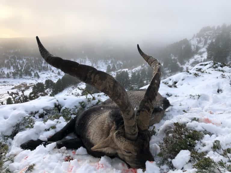 Твій гід в світі полювання Vepr Safari Полювання на козерога в Іспанії.