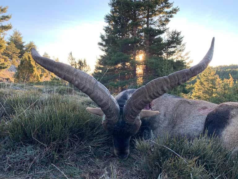 Твій гід в світі полювання Vepr Safari Полювання на козерога в Іспанії.