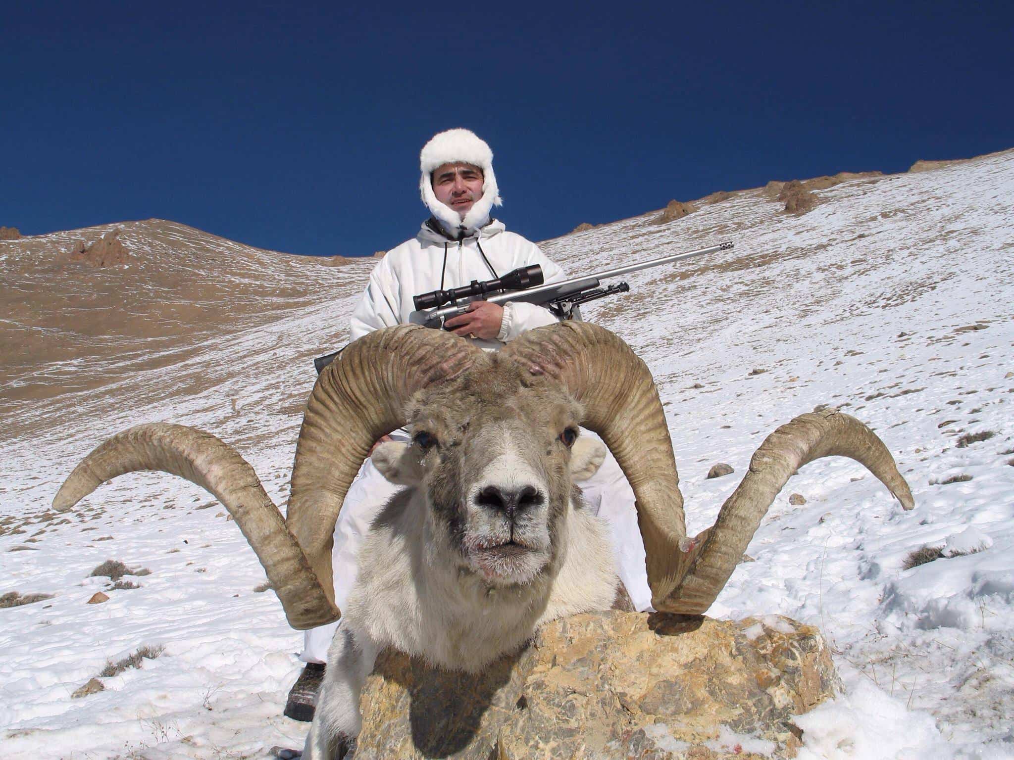 Марко Поло та аргалі Матісона veprsafari.com