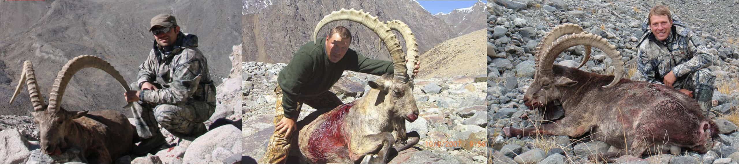 Козерог в Таджикістані veprsafari.com