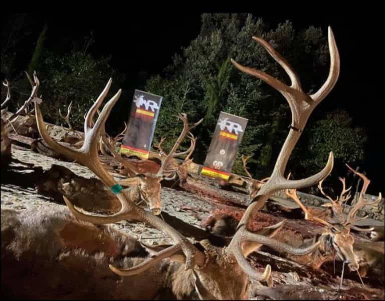 Дві монтерії 23/10/2021 в Уельва і 24/10/2021 в Севільї. Іспанія veprsafari.com