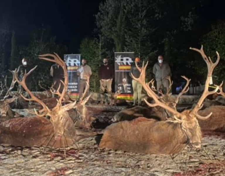 Дві Монтерії 15 та 16 /01/2022 в CIUDAD REAL. Іспанія veprsafari.com