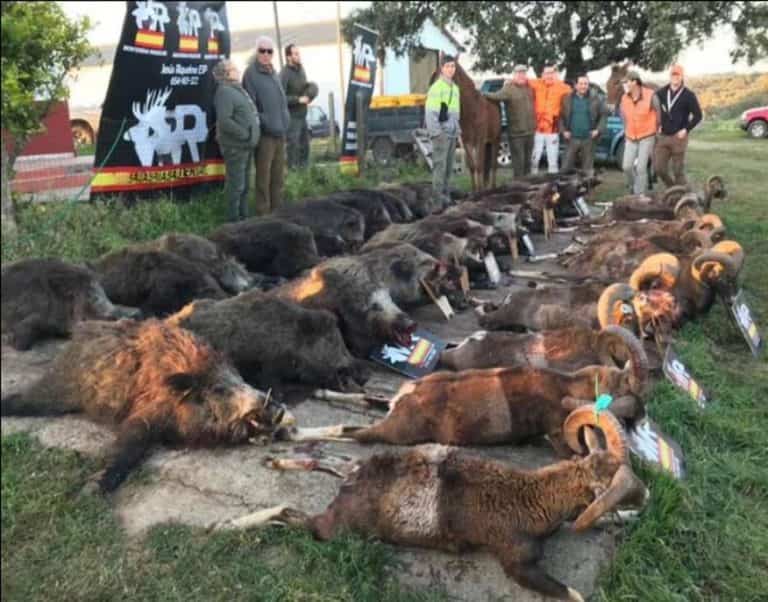 Дві монтерії 30 та 31/10/2021 в CIUDAD REAL. Іспанія veprsafari.com