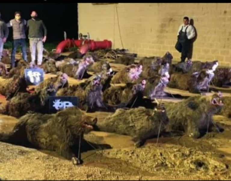 Дві Монтерії 15 та 16 /01/2022 в CIUDAD REAL. Іспанія veprsafari.com