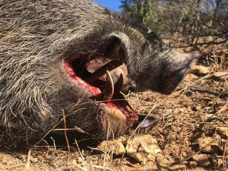 Монтерія 16/17 жовтня 2021 року в провінції Касерес. Іспанія veprsafari.com