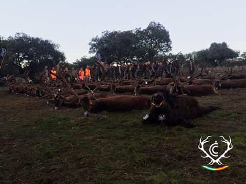 Монтерія 22-23 січня 2021 року. Іспанія veprsafari.com