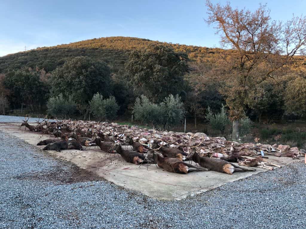 Монтерія в LOS YEBENES. VIP загонне полювання в Іспанії. veprsafari.com