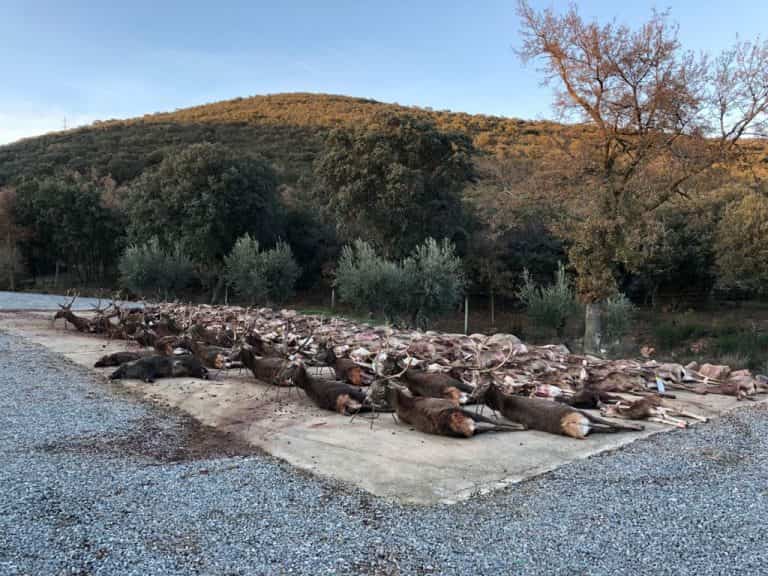 Монтерія під замовлення 2021/22 року в провінції Касерес Іспанія veprsafari.com