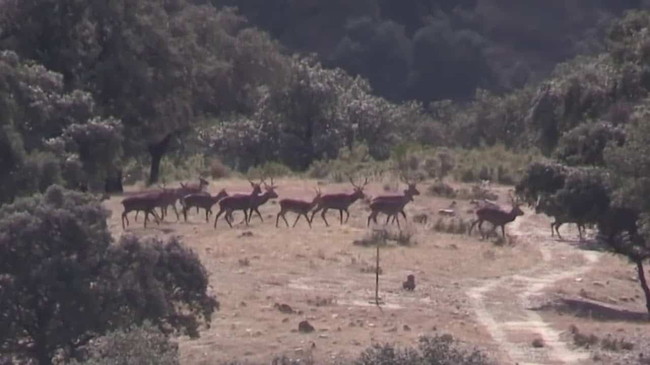Полювання в Європі: Де і Що Можна Полювати