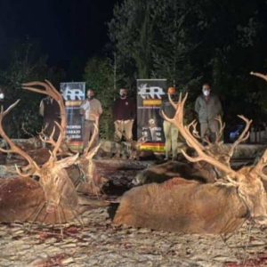 Дві Монтерії 15 та 16 /01/2022 в CIUDAD REAL. Іспанія veprsafari.com