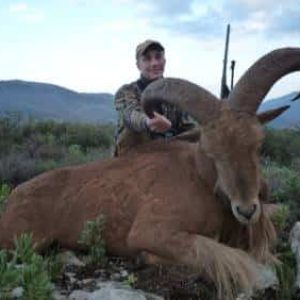 Гривистий Баран Полювання на Баран (Barbary Sheep) в Іспанії - Валенсія veprsafari.com