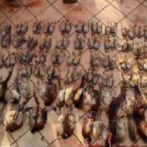 кролик, голуб, фазан та куріпка в Іспанії . Район Пералес-де-Тажунья – Сан-Мартін veprsafari.com