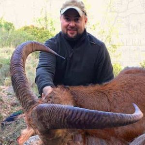 Гривистий Баран Полювання на Баран (Barbary Sheep) в Іспанії - Валенсія veprsafari.com